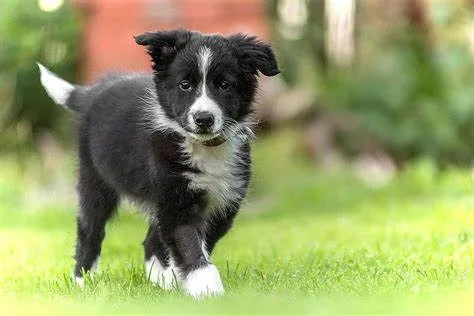 raças de cães Border Collie