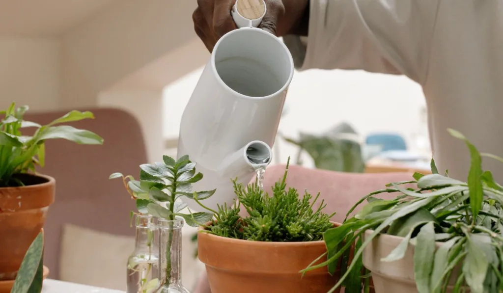 Regue as plantas no horário certo