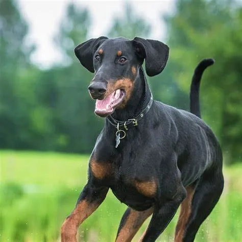 Doberman Pinscher