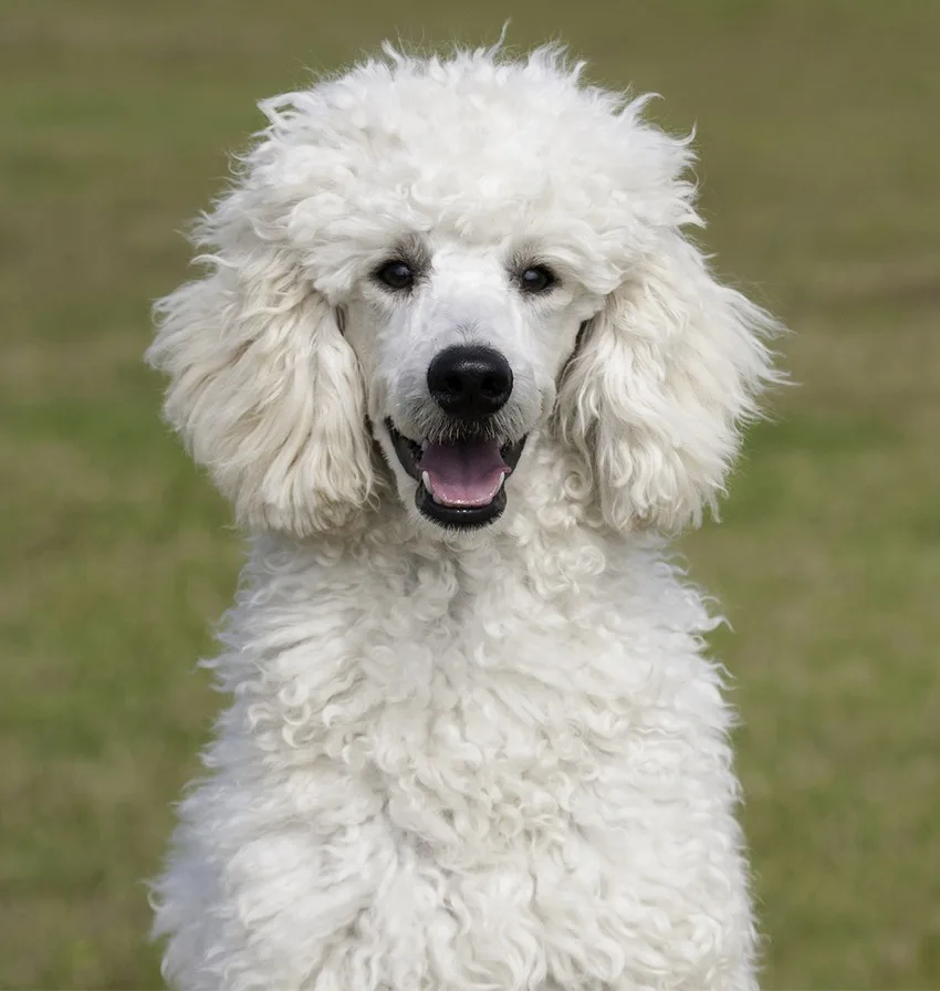 Cães Poodle