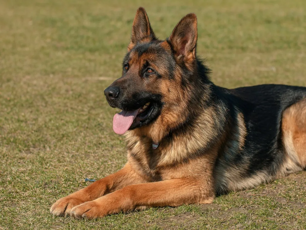Cães Pastor Alemão
