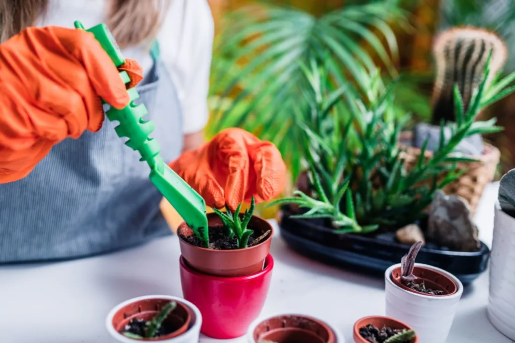 Como montar um jardim em casa plantas suculentas