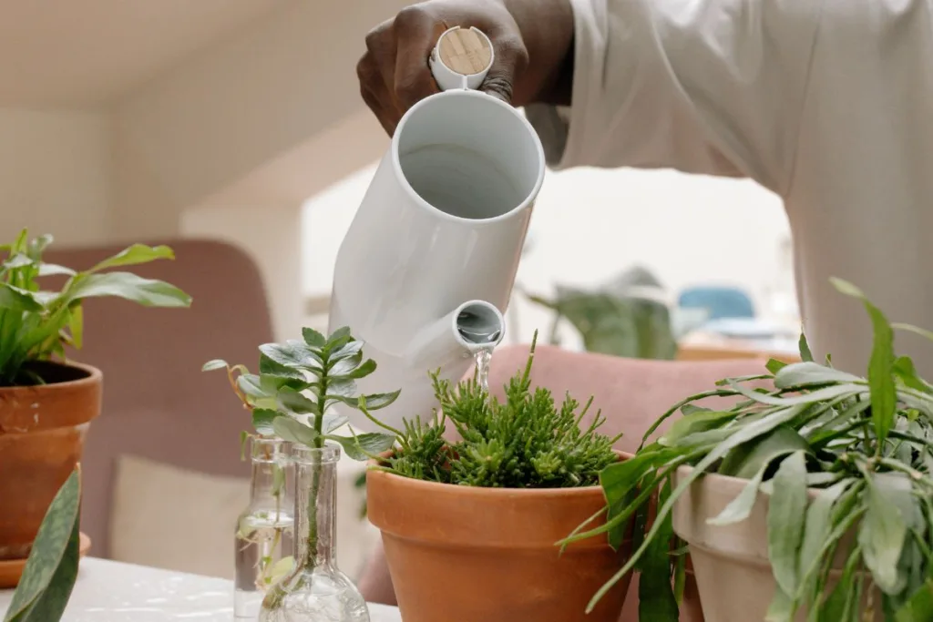Como montar um jardim em casa, regar plantas